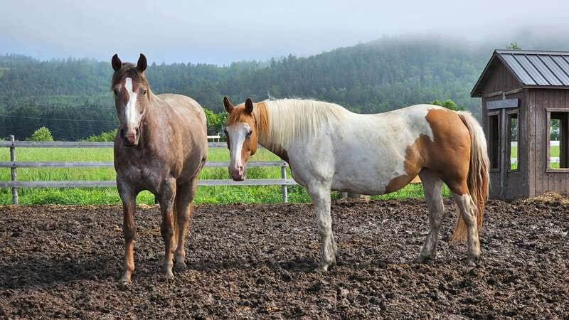 The Montagnarde: Guided horseback ride on mountain trails. - Getting into the saddle for the first time