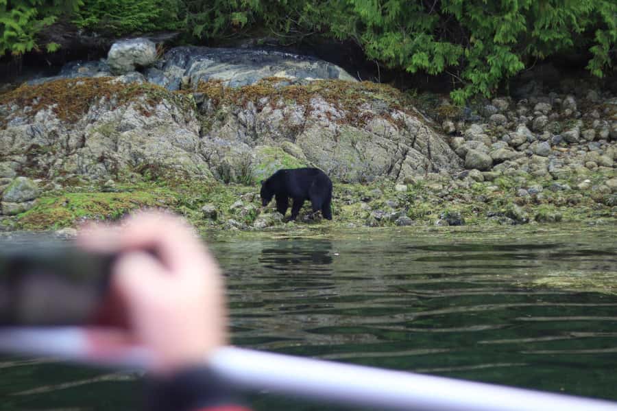 Tofino: Bear Watching Boat Tour with Nature Guide - Why low tide is the heart of this Tofino tour