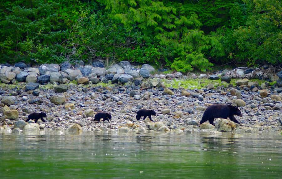 Tofino: Bear Watching Boat Tour with Nature Guide - Starting at the Marine Adventure Centre