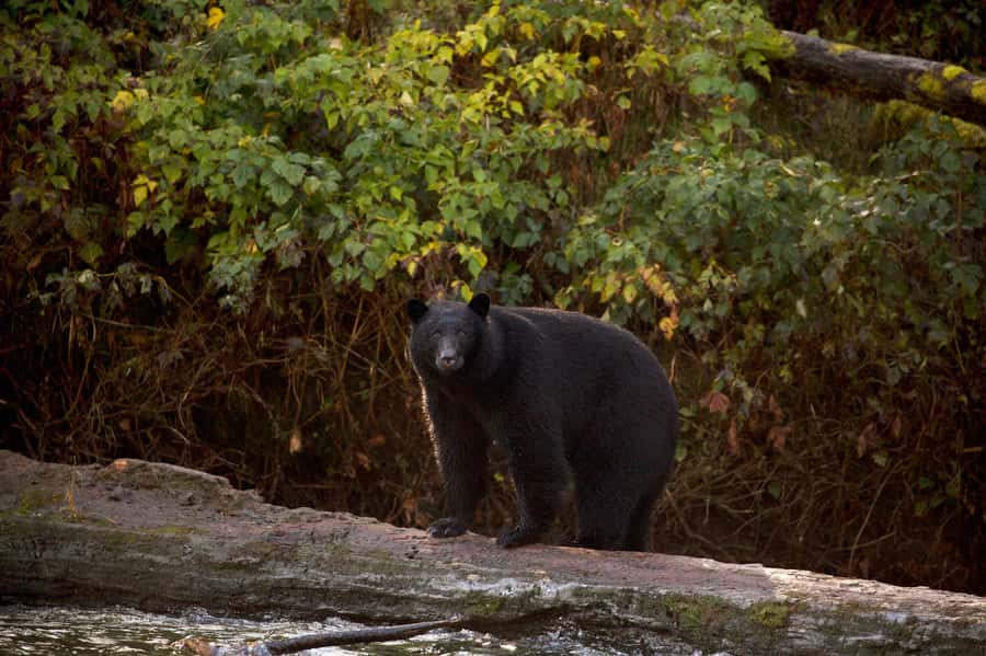 Tofino: Bear Watching Boat Tour with Nature Guide - Watching black bears forage from a safe distance
