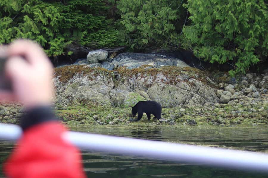 Tofino: Bear Watching Boat Tour with Nature Guide - More than bears: seals, porpoises, and coastal birds