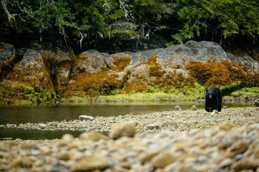 Tofino: Bear Watching Boat Tour with Nature Guide - The practical reality of weather and comfort