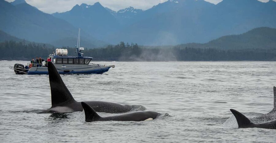 Tofino: Whale Watching Tour with Nature Guide - Leaving Tofino for the open Pacific