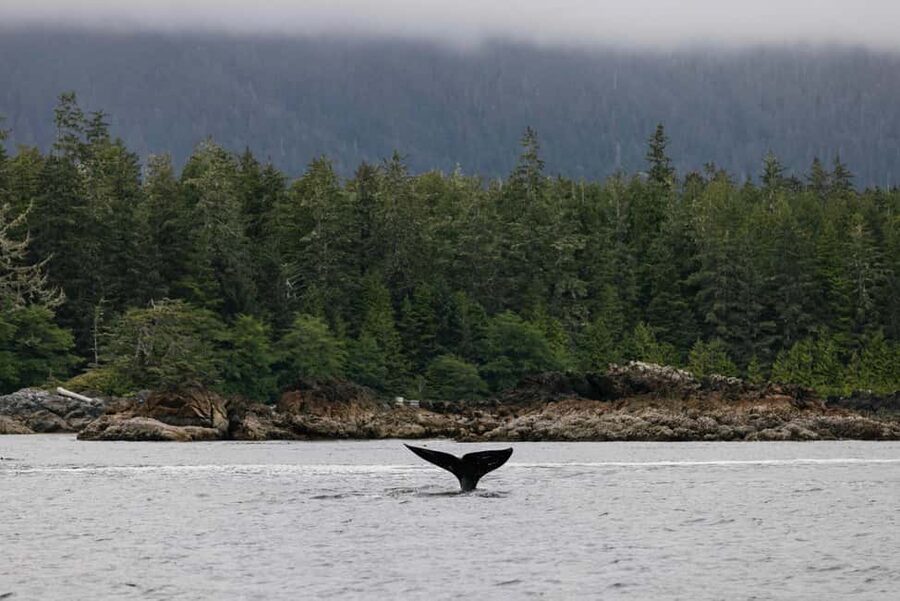 Tofino: Whale Watching Tour with Nature Guide - A guide who explains the coast, not just the animals