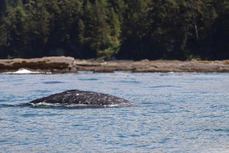 Tofino: Whale Watching Tour with Nature Guide - What the 150-minute itinerary feels like