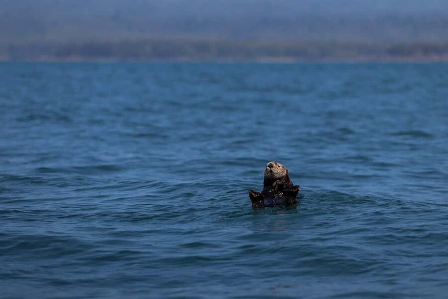 Tofino: Whale Watching Tour with Nature Guide - Weather, clothing, and comfort