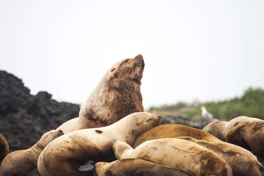 Tofino: Whale Watching Tour with Nature Guide - Booking details worth knowing before you go