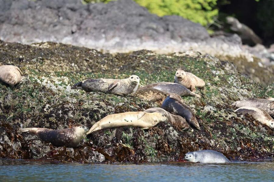 Tofino: Whale Watching Tour with Nature Guide - Should you book this experience?