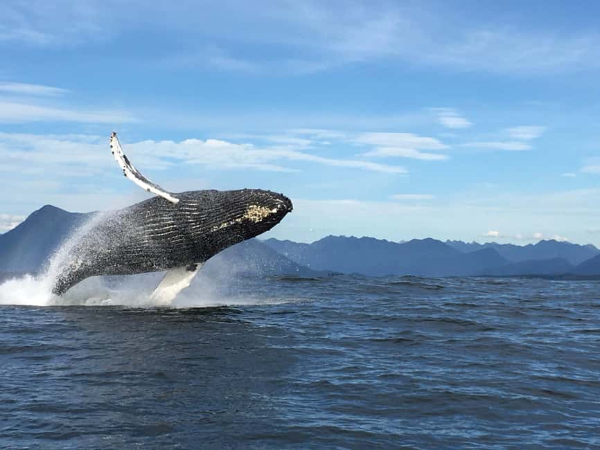 Tofino: Whale Watching Tour with Nature Guide - Watching whales in feeding waters