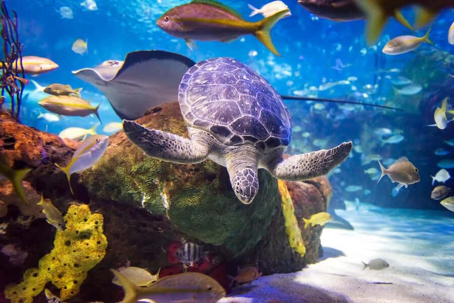 Toronto CityPASS®: Save up to 38% at 5 Top Attractions - How the Toronto CityPASS works over nine days