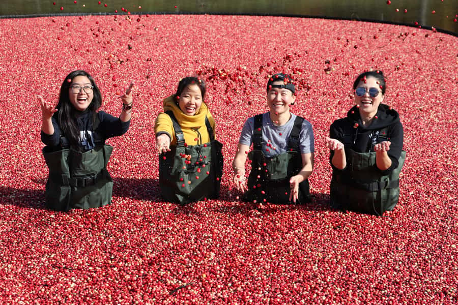Toronto: Muskoka Cranberry Farm and Hardy Lake Hike - Gravenhurst gives you a useful hour