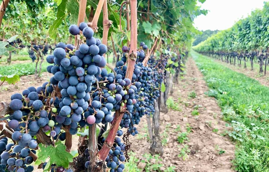 Toronto: Niagara-on-the-Lake, Wine Tasting & Chocolate Tour - Who should book this tour?