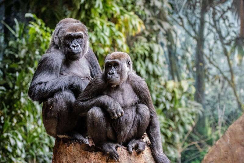 Toronto: Toronto Zoo Entry Ticket - Is $22 good value for one day?