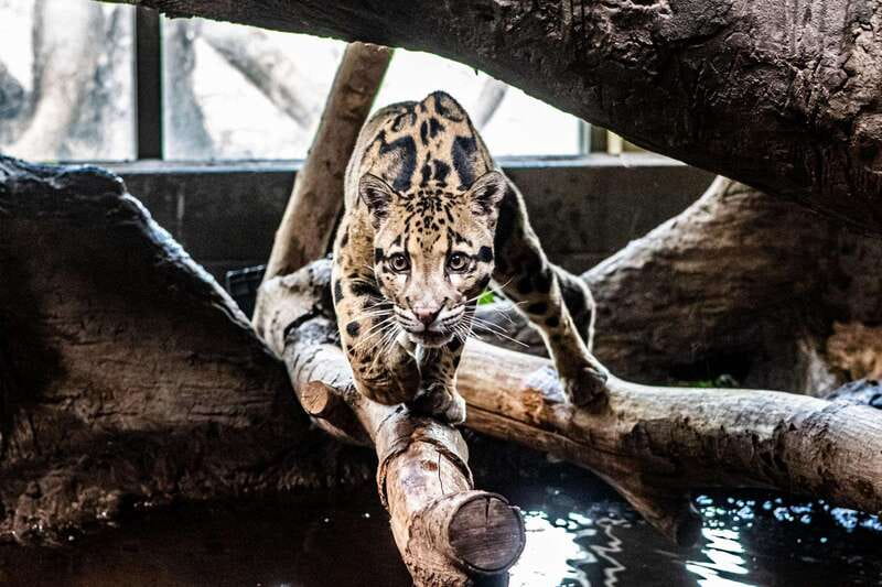 Toronto: Toronto Zoo Entry Ticket - How to plan your day at the zoo