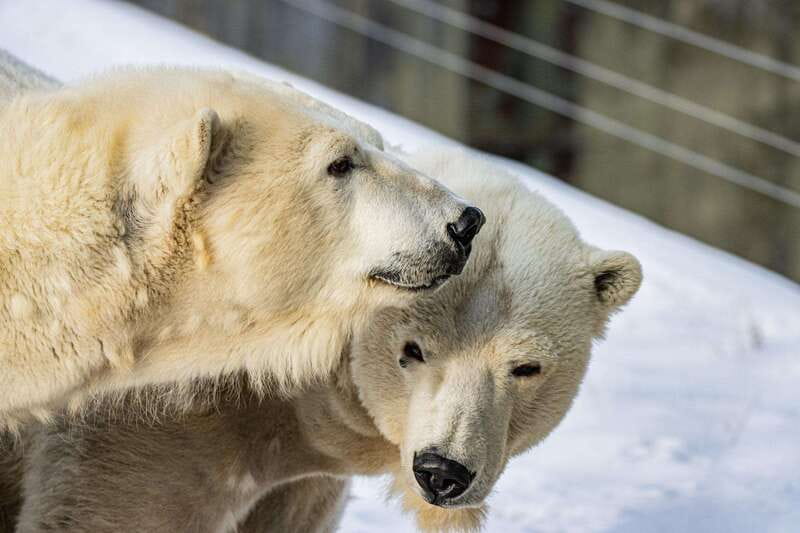 Toronto: Toronto Zoo Entry Ticket - Who will enjoy Toronto Zoo most?