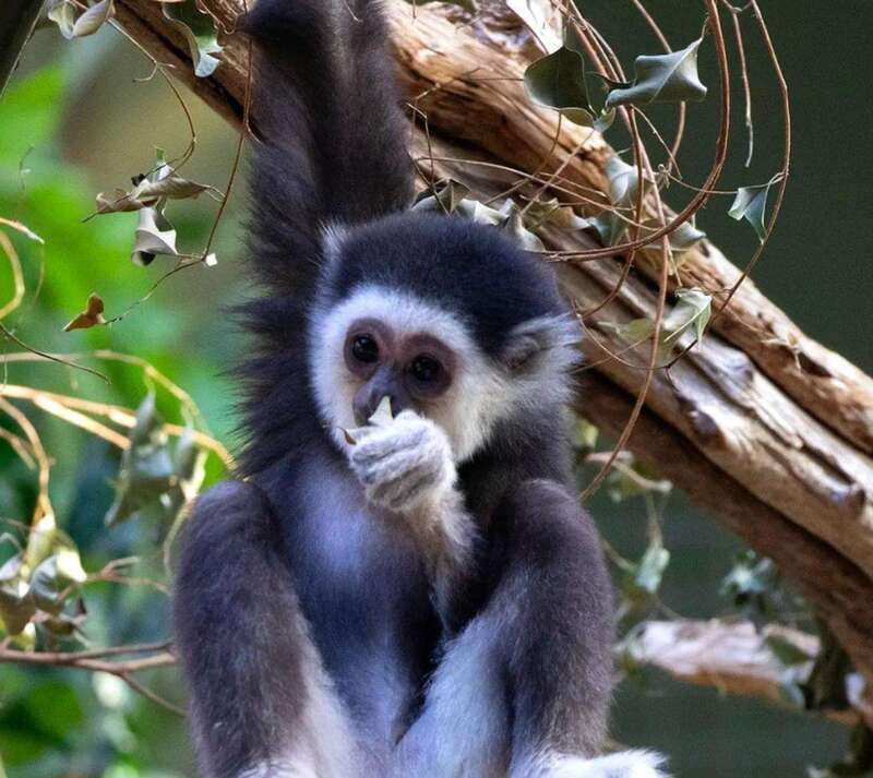 Toronto: Toronto Zoo Entry Ticket - Booking flexibility and practical details