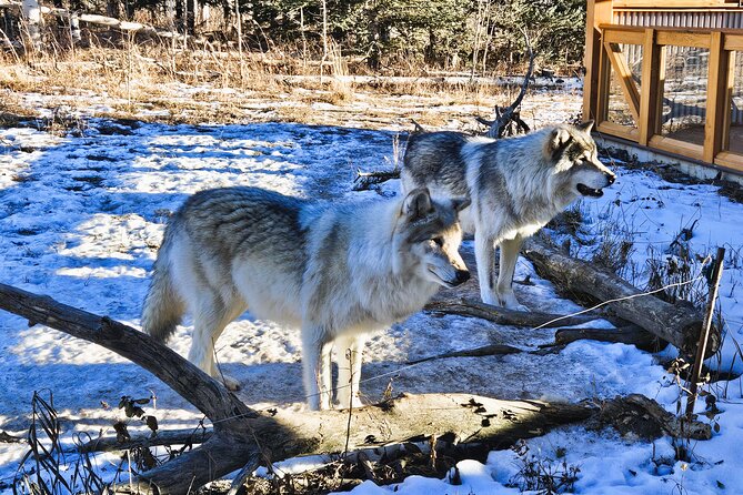 Transfer to Canmore & Banff: Yamnuska Wolfdog Sanctuary Tour - Group size, comfort, and pickup details