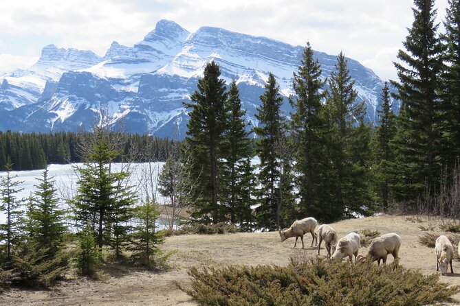 Transfer to Canmore & Banff: Yamnuska Wolfdog Sanctuary Tour - Should you book this wolfdog transfer?