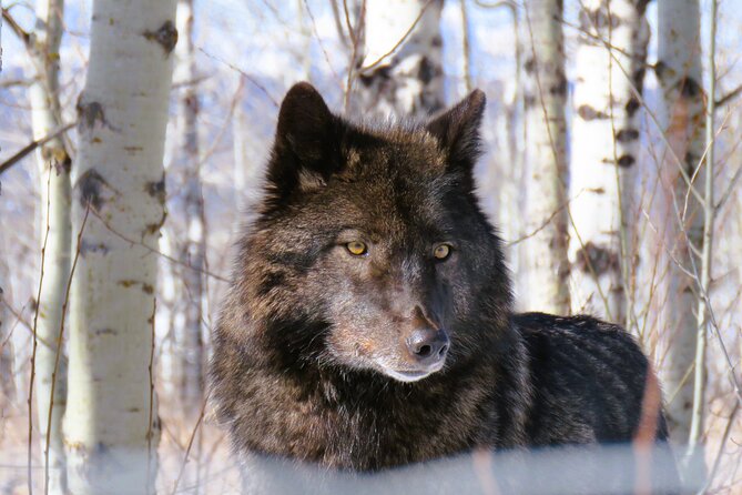 Transfer to Canmore & Banff: Yamnuska Wolfdog Sanctuary Tour - How the schedule can change