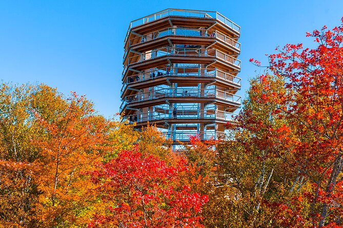 Treetop Observatory and Walk - Why the views are worth the admission price