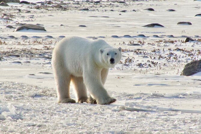 Tundra Buggy Autumn Day Tours - Why autumn is the right time in Churchill