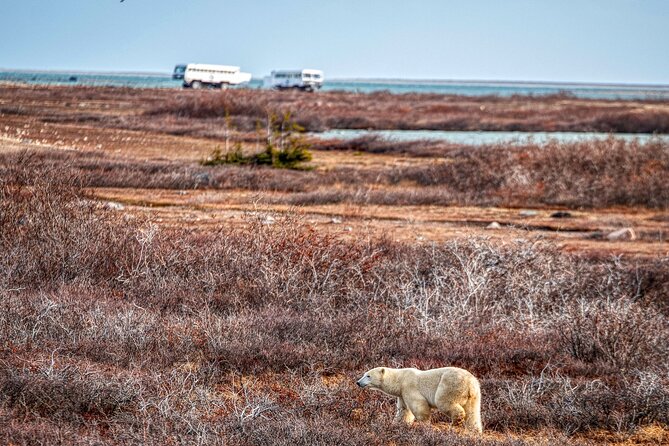 Tundra Buggy Autumn Day Tours - Searching the Churchill Wildlife Management Area