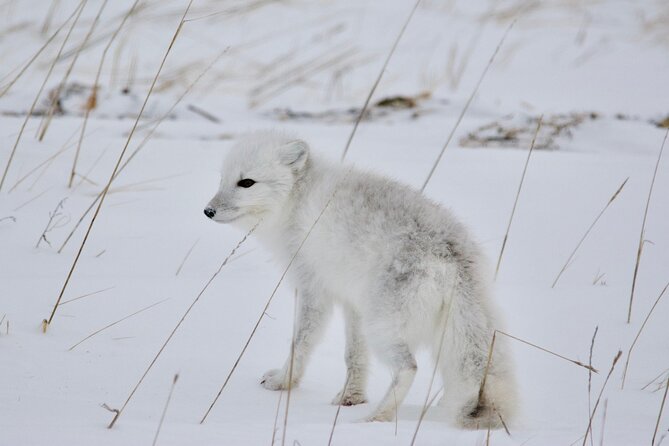 Tundra Buggy Autumn Day Tours - Who should book this Churchill outing?