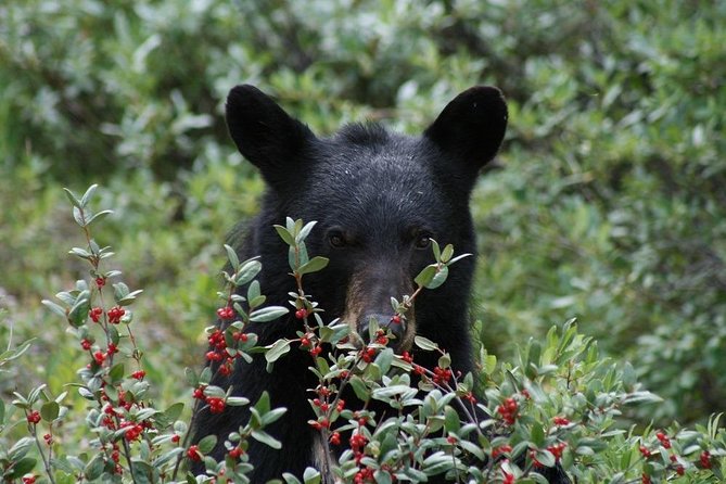 Ultimate Jasper Nature Walk - Hotel pickup makes a short tour easier