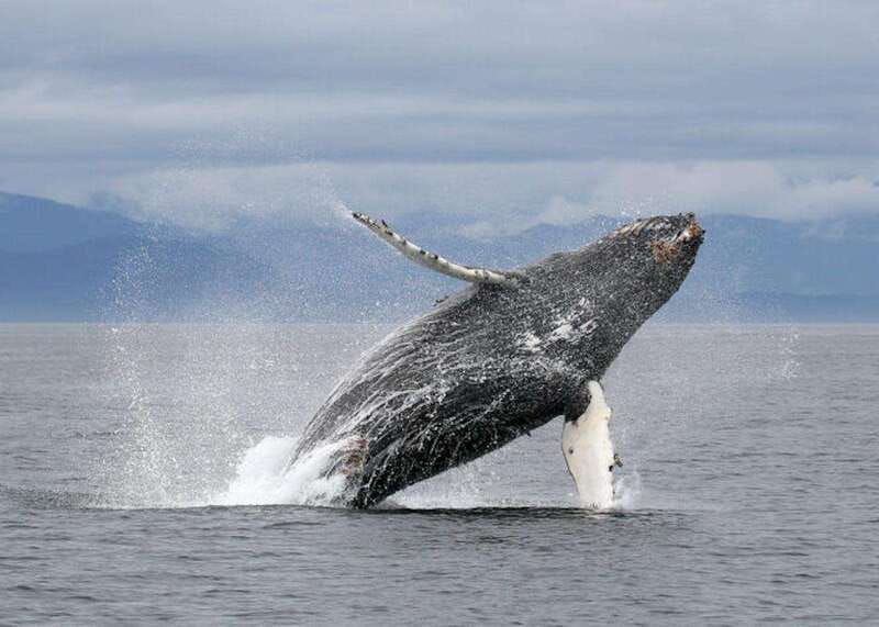 Vancouver, BC: Whale Watching Tour with Guide - From Steveston to the Strait of Georgia