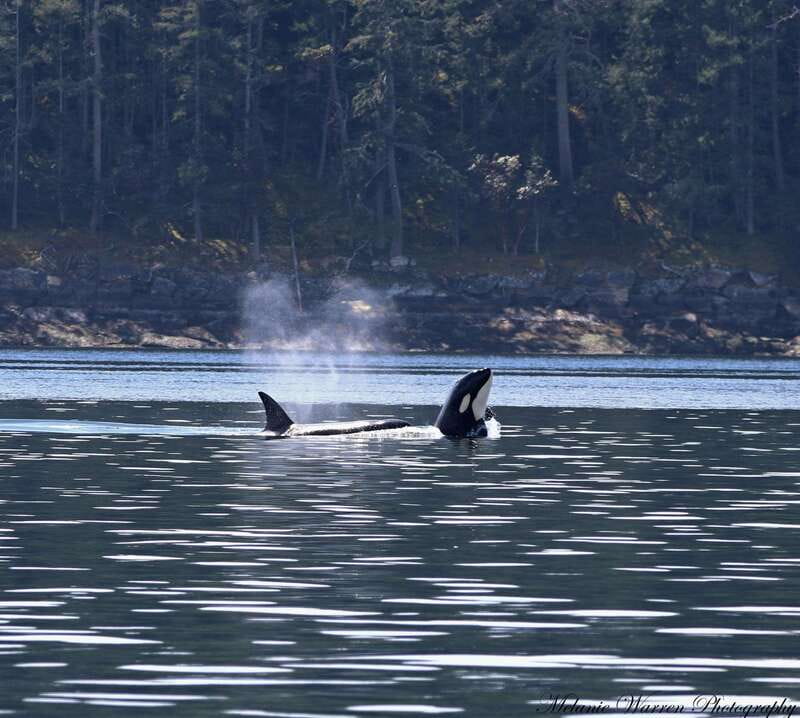 Vancouver, BC: Whale Watching Tour with Guide - What you might see on the water