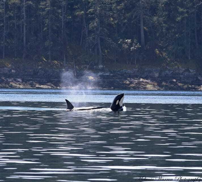 Vancouver, BC: Whale Watching Tour with Guide - Comfort, clothing, and motion on the Strait