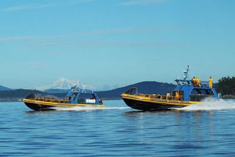 Vancouver, BC: Whale Watching Tour with Guide - Is $152 per person good value?