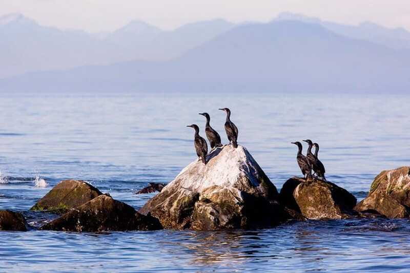 Vancouver, BC: Whale Watching Tour with Guide - Should you book the Vancouver Whale Watch tour?