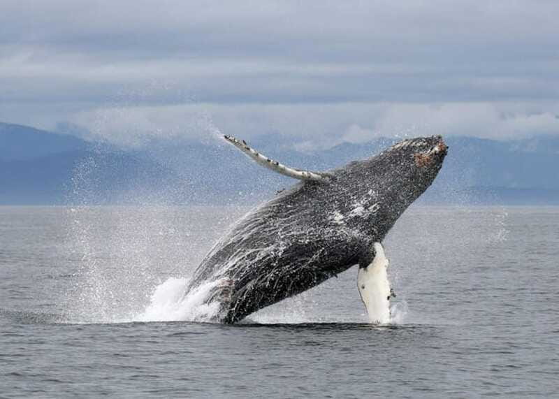 Vancouver, BC: Whale Watching Tour with Guide - FAQ
