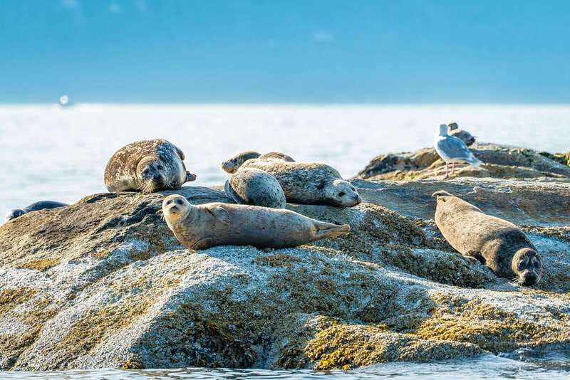 Vancouver: Boat to Bowen Island on UNESCO Howe Sound Fjord - Should you book the Howe Sound and Bowen Island tour?