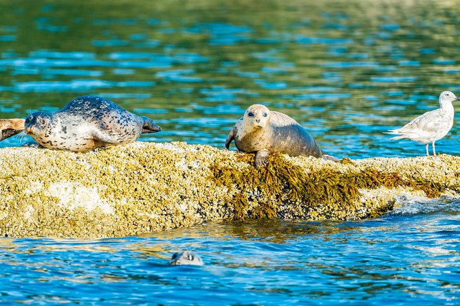 Vancouver City and Seal Colony Scenic Boat Tour - Vancouver Harbour brings ships, towers, and Stanley Park
