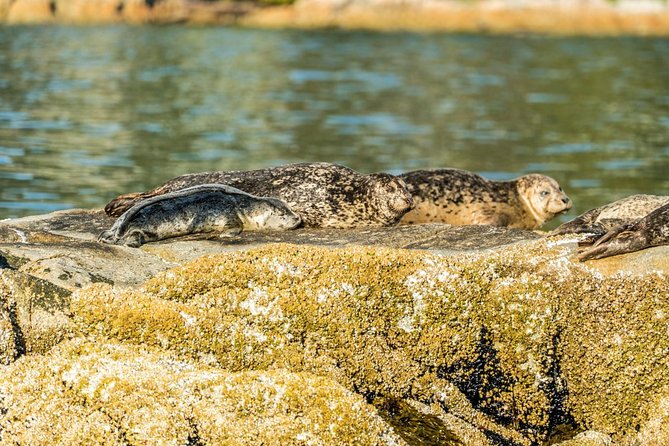 Vancouver City and Seal Colony Scenic Boat Tour - What the small boat feels like on the water