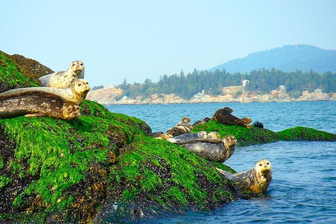 Vancouver City and Seal Colony Scenic Boat Tour - Granville Island starts the outing