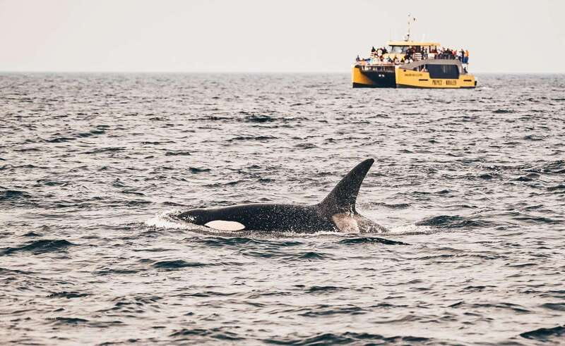 Vancouver: Covered Whale Watching Adventure with Free Photos - Key points to know before you book