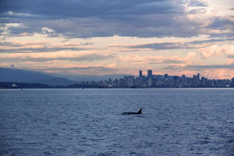 Vancouver: Covered Whale Watching Adventure with Free Photos - Watching whales without chasing the perfect photograph