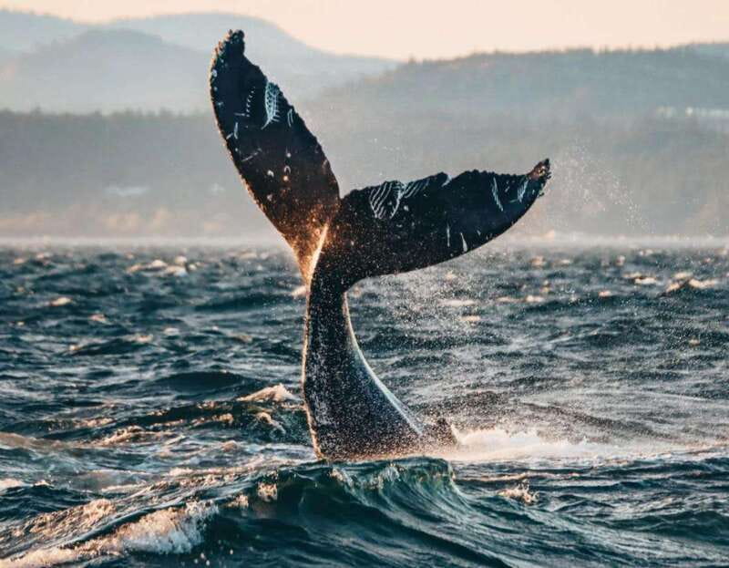 Vancouver: Covered Whale Watching Adventure with Free Photos - The scenery when whales are not cooperating