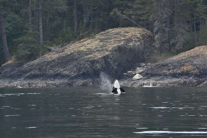 Vancouver: Covered Whale Watching Adventure with Free Photos - Who will get the most from this whale watch