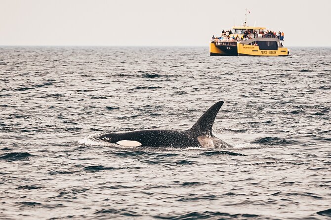 Vancouver Half-Day Whale Watching Adventure with Free Photos - Key things to know before you book