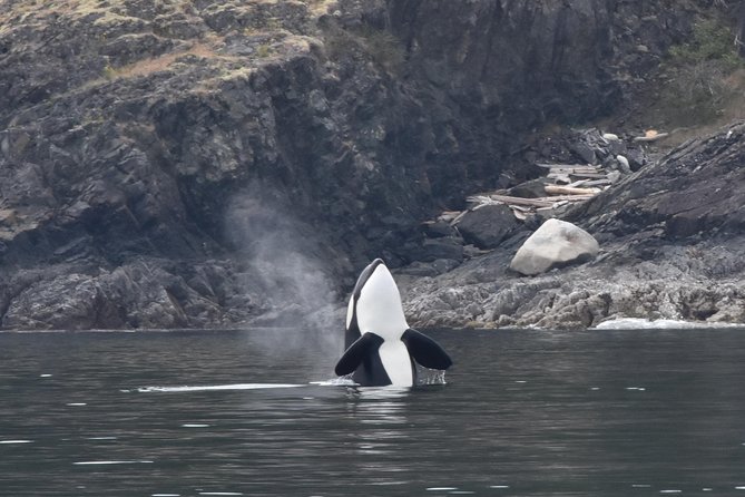 Vancouver Half-Day Whale Watching Adventure with Free Photos - Why the catamaran works well