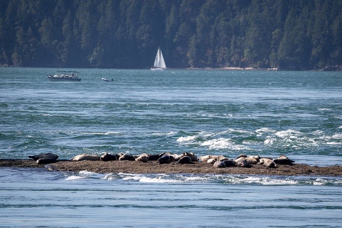 Vancouver Half-Day Whale Watching Adventure with Free Photos - Price, value, and the main drawback