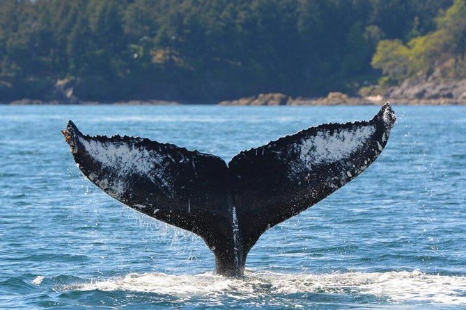 Vancouver Island Half-Day Whale Watching Tour - Telegraph Cove - Key things to know before you book