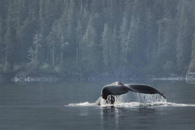 Vancouver Island Half-Day Whale Watching Tour - Telegraph Cove - Three hours of searching, watching, and waiting
