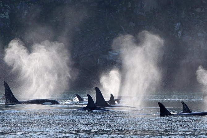 Vancouver Island Half-Day Whale Watching Tour - Telegraph Cove - Is the $153.77 price fair?