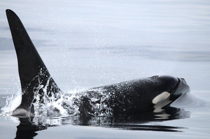 Vancouver Island Zodiac Whale Watching Adventure - Telegraph Cove - Weather, cancellations, and whale sightings