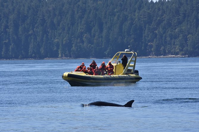 Vancouver Island Zodiac Whale Watching Adventure - Telegraph Cove - Booking timing and practical planning